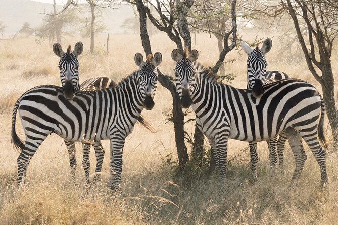 12 days Luxury Tanzania Honeymoon Safari and Zanzibar - Day 4, crossing the highlands into the Serengeti