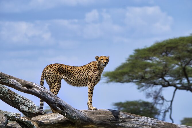 12 days Luxury Tanzania Honeymoon Safari and Zanzibar - Day 7, from crater roads to Stone Town