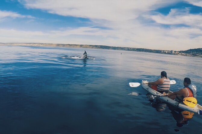 2 Hour Whale Watching Kayak Tour for Two - Why La Jolla works so well from a kayak