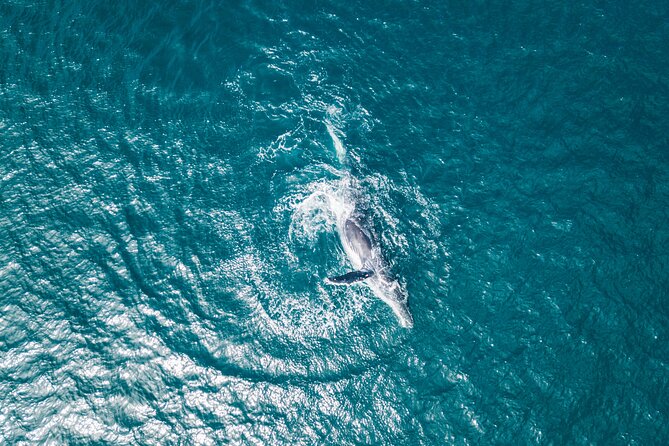 2 Hour Whale Watching Kayak Tour for Two - Paddling two miles toward the whales