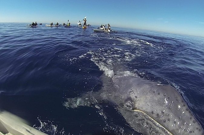 2 Hour Whale Watching Kayak Tour for Two - What you might see beyond gray whales