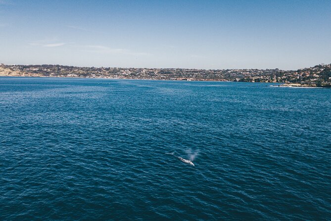2 Hour Whale Watching Kayak Tour for Two - Guides who make the difference