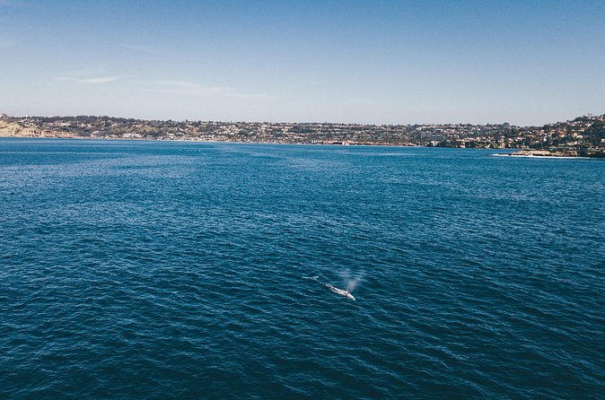 2 Hour Whale Watching Kayak Tour for Two - Is $119 a fair price for two?