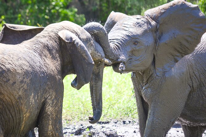 4 days Authentic honeymoon safari Serengeti and ngongoro crater - Day three: one more Serengeti drive before Ngorongoro
