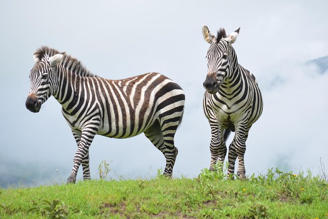 4 days Authentic honeymoon safari Serengeti and ngongoro crater - Day two: Seronera River, kopjes, and open plains