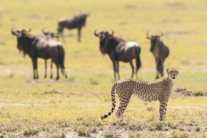 6-Day Honeymoon Safari Tour Package in Tanzania - Day 1: A simple Arusha arrival