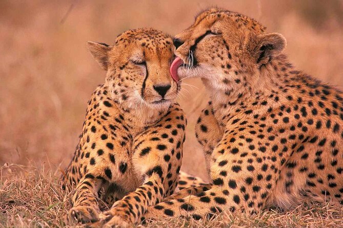 6-Day Honeymoon Safari Tour Package in Tanzania - Day 6: Returning to Kilimanjaro International Airport