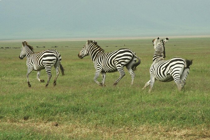 9-Day Ultimate Tanzania Honeymoon Safari Luxury Package - Why this works as a honeymoon safari