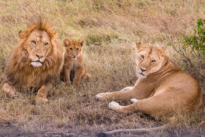 9-Day Ultimate Tanzania Honeymoon Safari Luxury Package - Lake Manyara: birdlife, elephants, and unusual lions