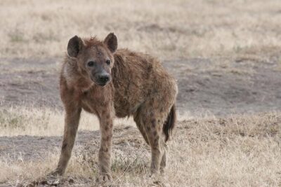 9-Day Ultimate Tanzania Honeymoon Safari Luxury Package
