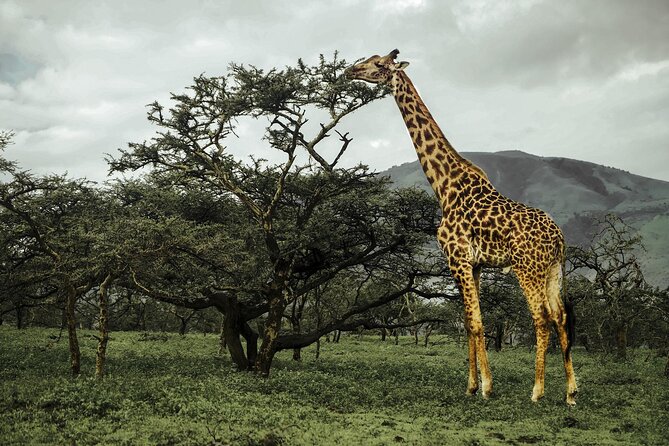 9-Day Ultimate Tanzania Honeymoon Safari Luxury Package - Entering the Serengeti