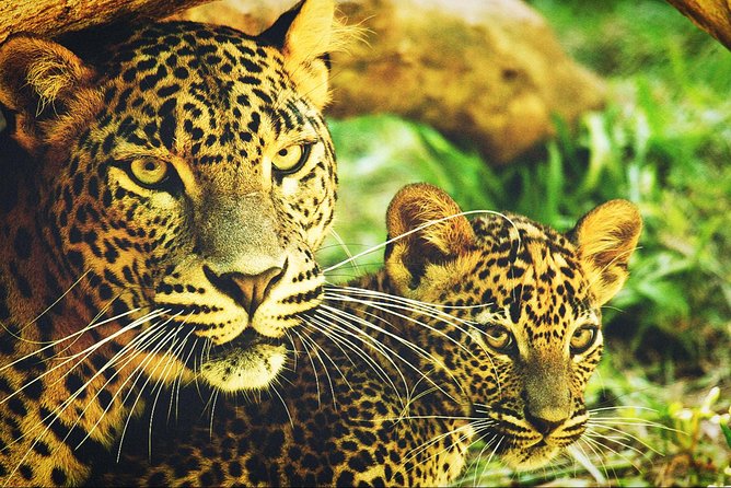 All in one Sri lanka 7nights 8 days for couple price - What the $720 couple price really offers