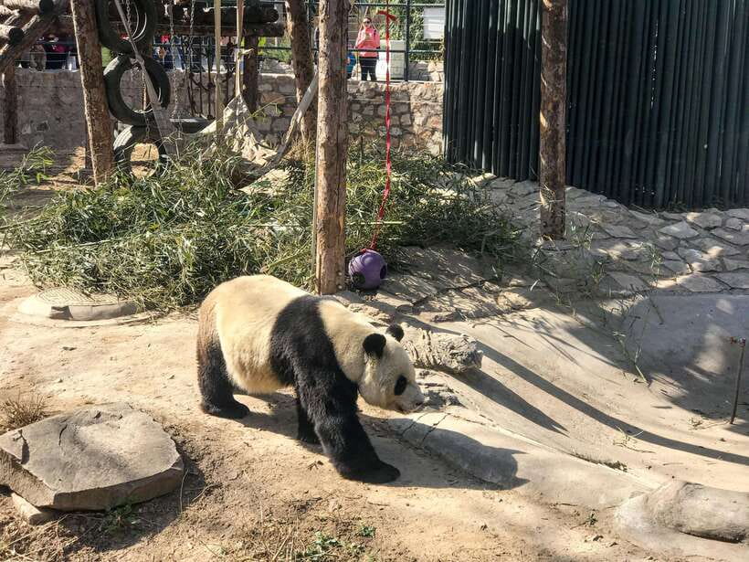 Beijing:Summer Palace Private/Group Tour or book Ticket Only - Starting with Cixi and the political halls