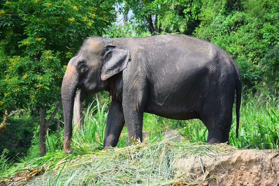 Chiang Mai: Private Elephant Care Experience for Couples - Who should book this experience?