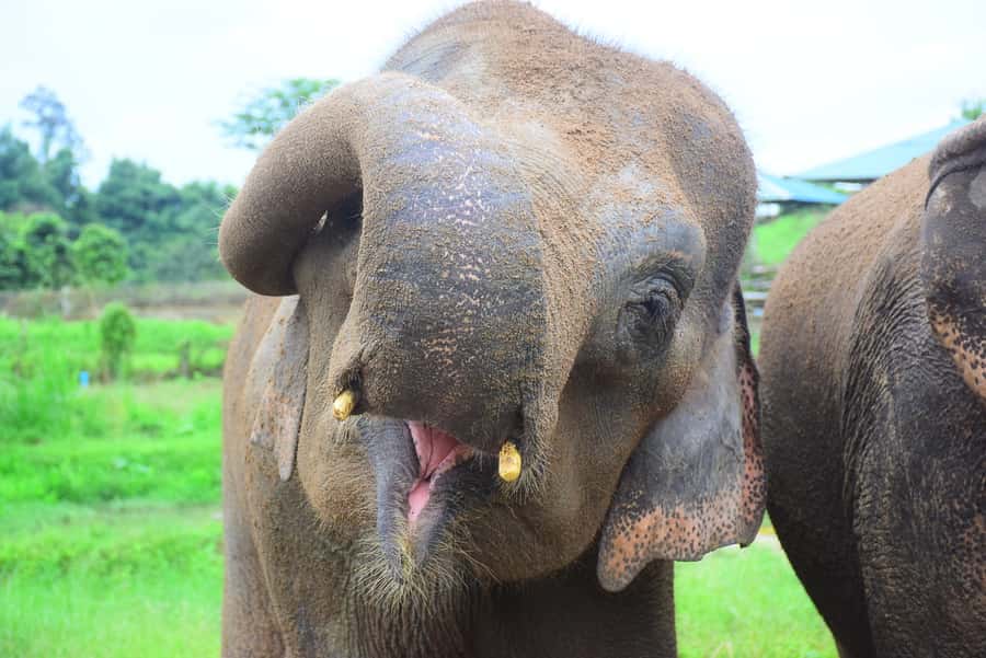Chiang Mai: Private Elephant Care Experience for Couples - Cooking Pad Thai before lunch