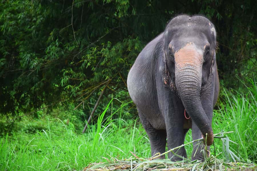 Chiang Mai: Private Elephant Care Experience for Couples - Photos without losing the moment