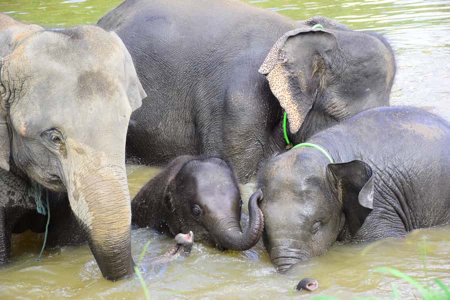 Chiang Mai: Private Elephant Care Experience for Couples - Relaxing after the mud bath