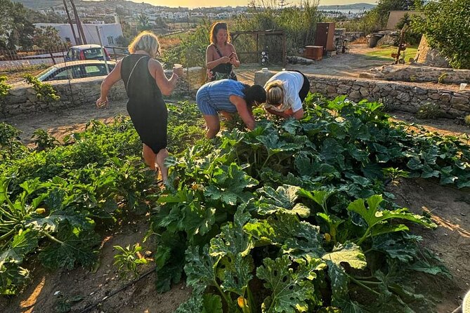 Cooking Class Sunset Dinner and Tour in Paros Farm - Who will enjoy this Paros cooking class