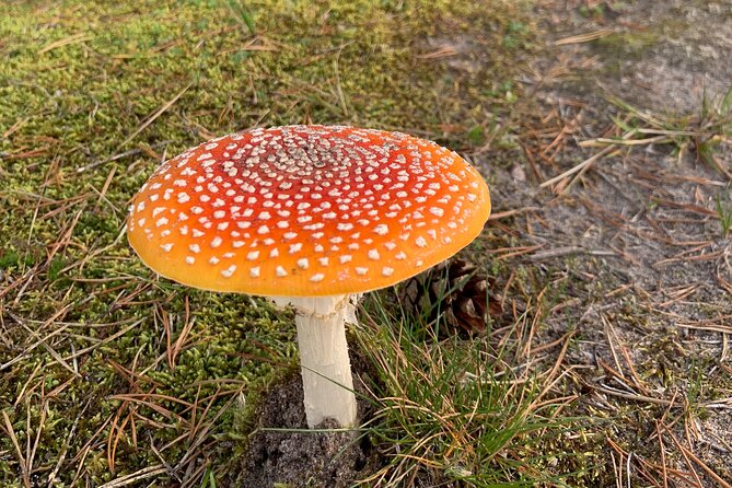 Day Trip to Land of Bays, the Romantic North-Coast from Tallinn - Walking the Viru Bog Trail