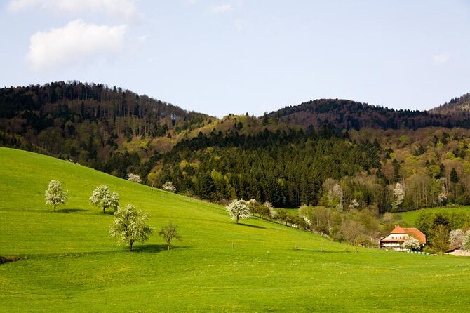 from Frankfurt - romantic Black Forest & brewery, private tour - Key points to know before booking