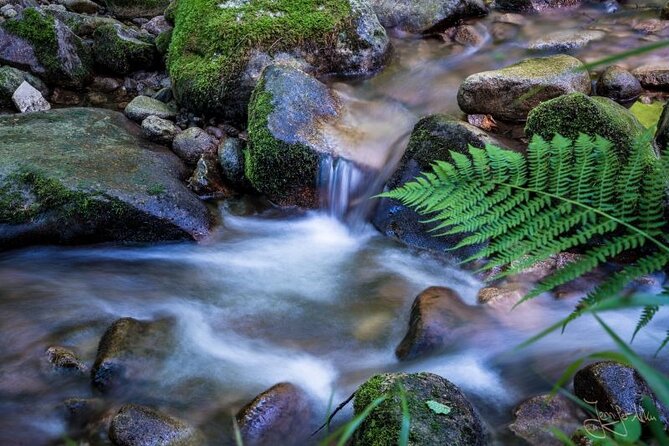 from Frankfurt - romantic Black Forest & brewery, private tour - Allerheiligen brings ruins, forest, and water together