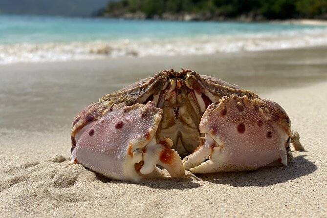 Honeymoon Beach Eco Hike and Snorkel - A trail walk with Honeymoon Beach as the payoff