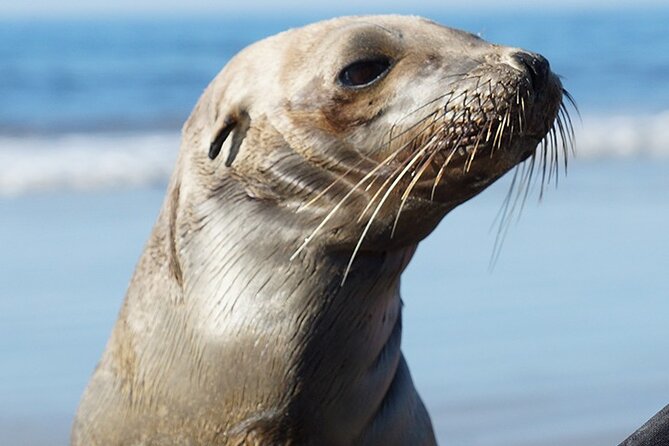 Kayak Rental for Two People in La Jolla - Families, first-timers, and confident paddlers