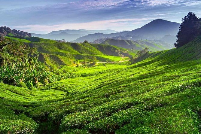 Kerala Honeymoon Special Package with Private Houseboat - Day 2: Nilgiri thar, dam views, and Echo Point