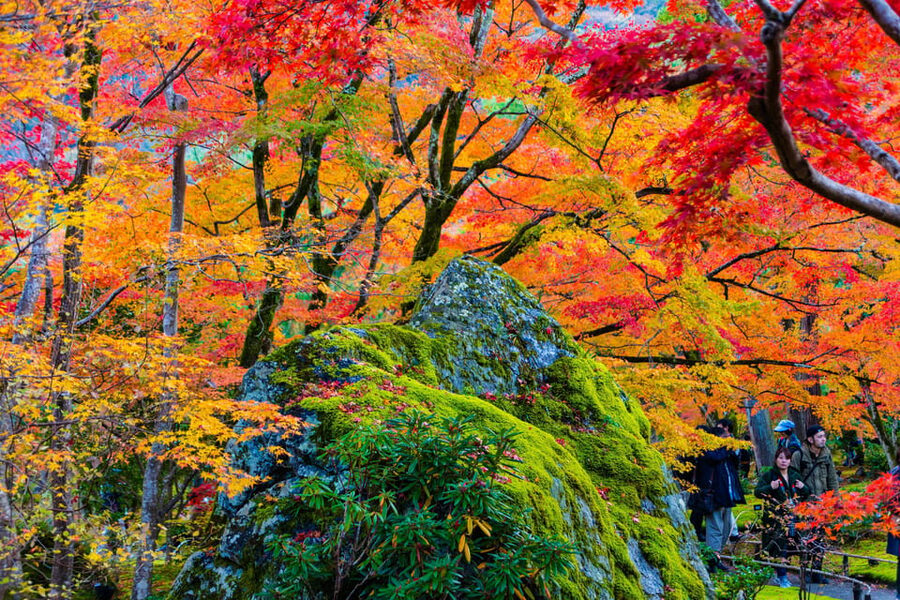 Kyoto: Arashiyama Tour with optional Sagano Romantic Train - Key points at a glance