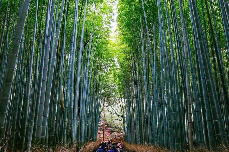 Kyoto: Arashiyama Tour with optional Sagano Romantic Train - Why this Arashiyama outing works well