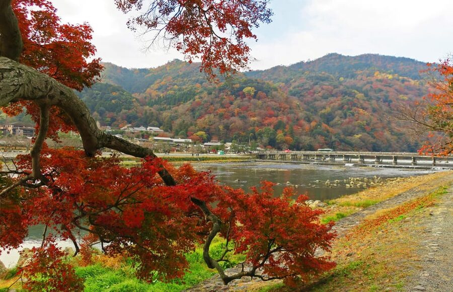 Kyoto: Arashiyama Tour with optional Sagano Romantic Train - Walking through the Arashiyama Bamboo Forest
