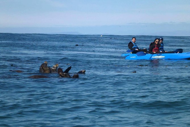 La Jolla Sea Caves Kayak Tour For Two (Tandem Kayak) - What this La Jolla kayak tour is really like