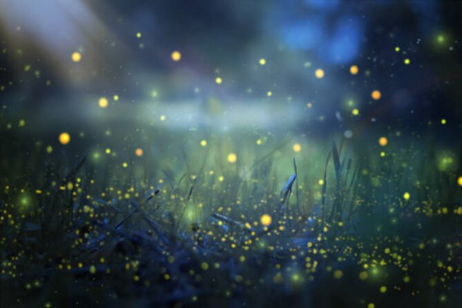 Magical Village Tour & Private Dinner with Fireflies in Bali - Key points to know before booking