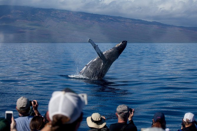 Maui Premium Sunset Dinner Cruise & Whale Watch - Key points at a glance