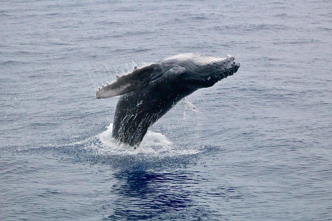 Maui Premium Sunset Dinner Cruise & Whale Watch - Why this cruise works best in Maui’s whale season