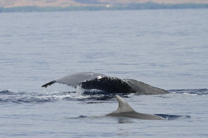 Maui Premium Sunset Dinner Cruise & Whale Watch - The naturalist commentary is a major strength