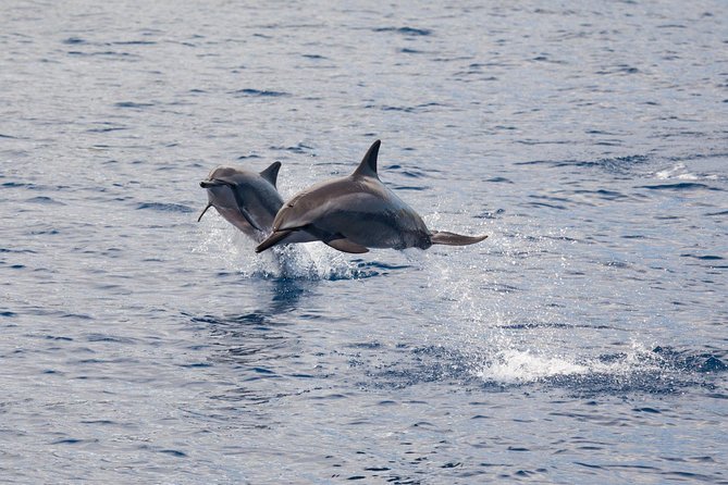 Maui Premium Sunset Dinner Cruise & Whale Watch - Who should book it, and who should skip it
