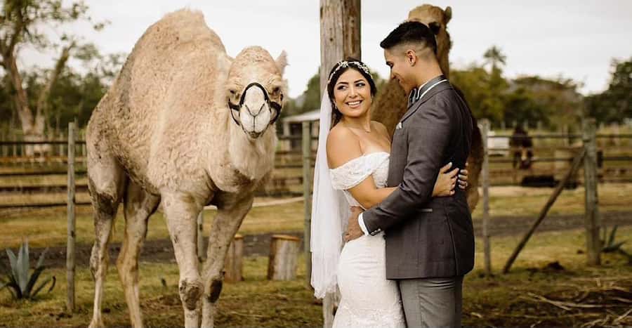 Moroccan Luxury Wedding Ritual: Full romantic experience - Golden costumes for the couple