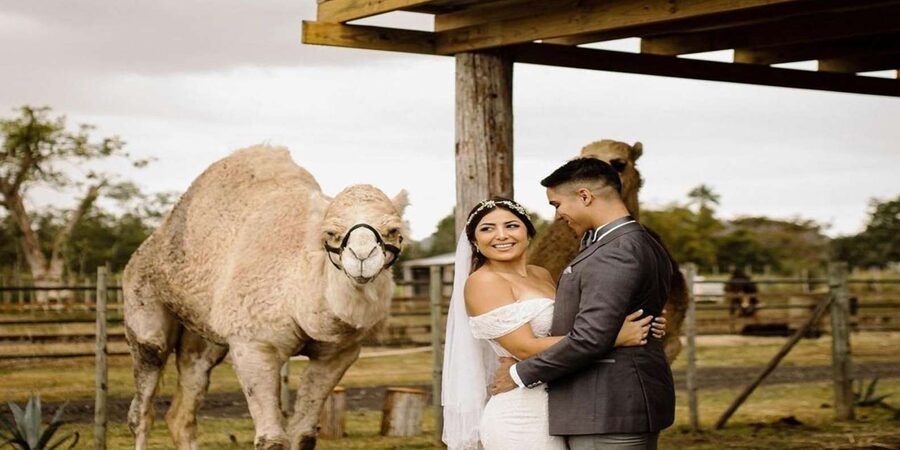 Moroccan Luxury Wedding Ritual: Full romantic experience - Who should book this experience