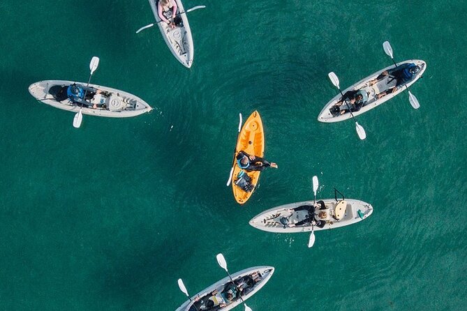 Original La Jolla Sea Cave Kayak Tour for Two - Wildlife in the La Jolla Ecological Reserve