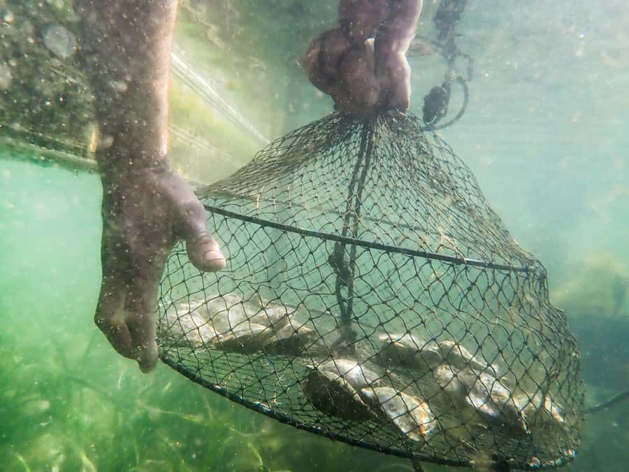 Oyster & Pearl Lovers Tour - Oyster farming on the Hawkesbury River