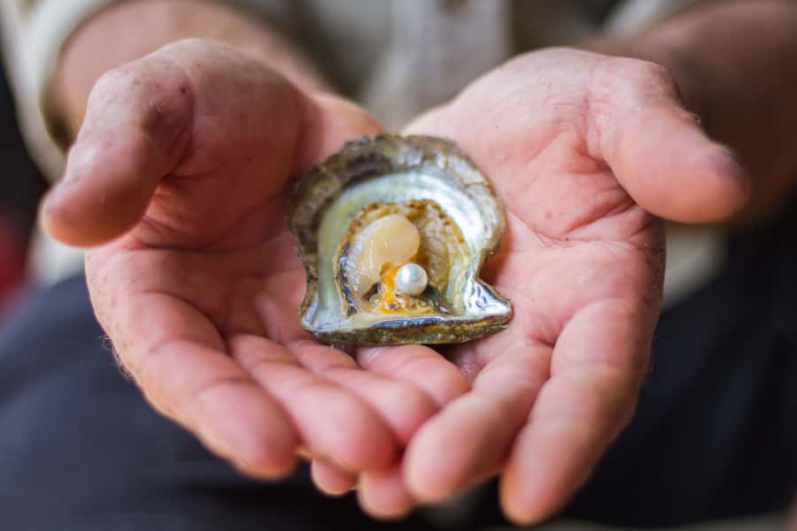 Oyster & Pearl Lovers Tour - How the timing works from Sydney