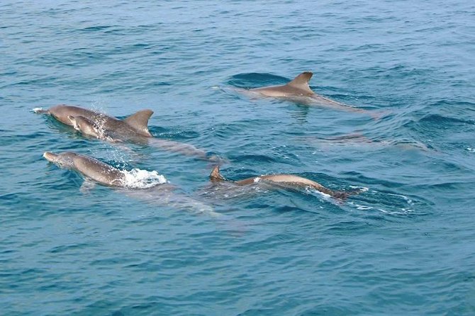 Phi Phi, Maiton, Khai Island Sunset Romantic Trip By Phuket Seahorse Marine - Why this island tour works as a full-day plan