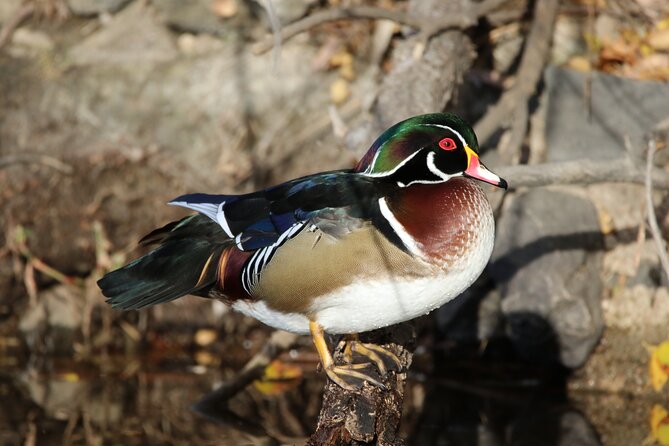 Private Nature Tour for Couples - Wildlife watching with binoculars and a spotting scope
