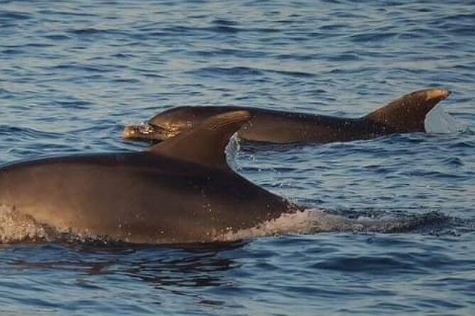Romantic Boat Trip with Dolphin Watching - Who should book this Poreč cruise?