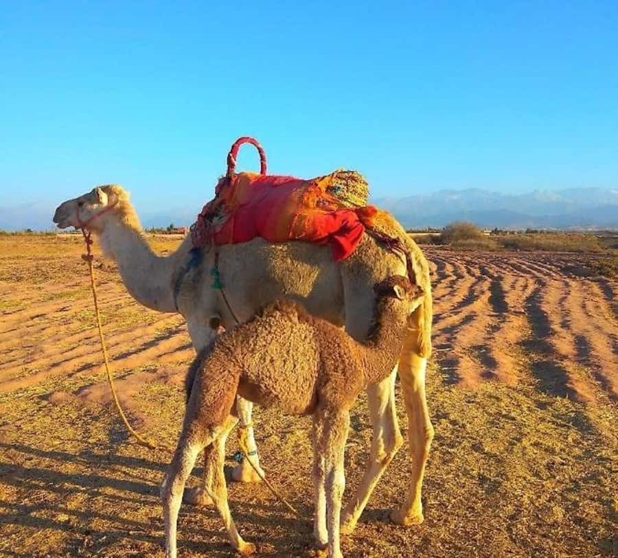 Romantic Dinner & Camel Ride In Agafay Desert - Should you book the Agafay dinner and camel ride?