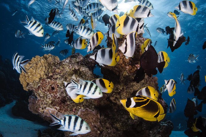 Romantic Dive for beginners in Bora Bora (2 people) with Video - Why this small Bora Bora outing feels personal
