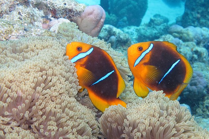 Romantic Dive for beginners in Bora Bora (2 people) with Video - The camera crew adds real value