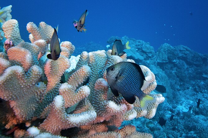 Romantic Dive for beginners in Bora Bora (2 people) with Video - Afternoon planning and flight safety