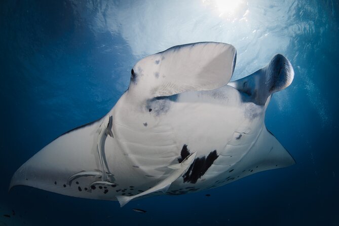 Romantic dive in the lagoon of Bora Bora. Private instructor on a shared boat - What to bring and what to check